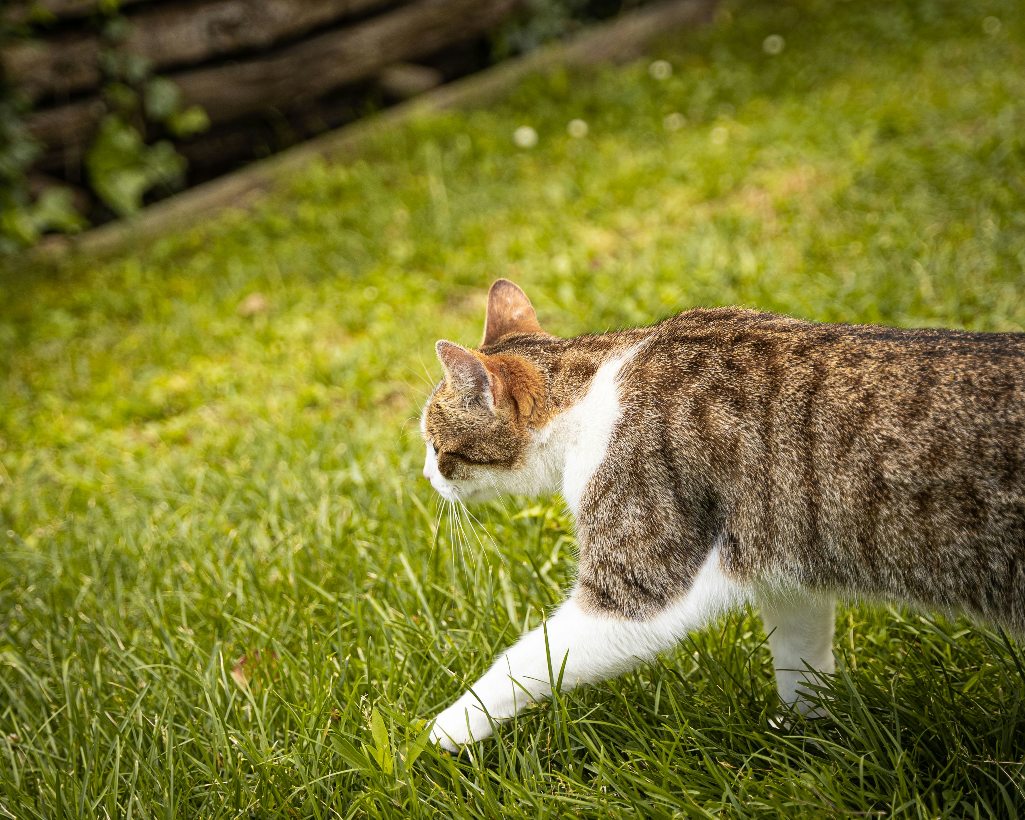 brown and white tabby cat lying on green grass during daytime